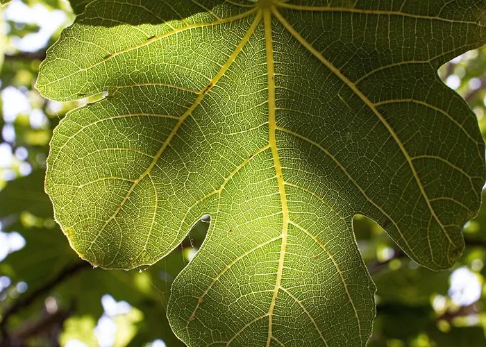 Apartman Smokvica - Feigenbaum