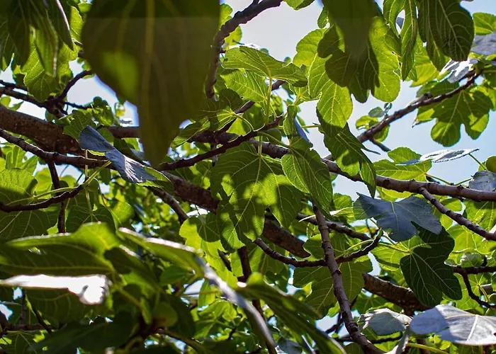 Smokvica - Feigenbaum