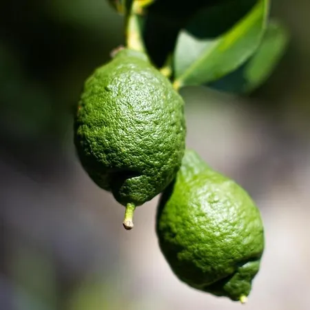 Smokvica - Feigenbaum