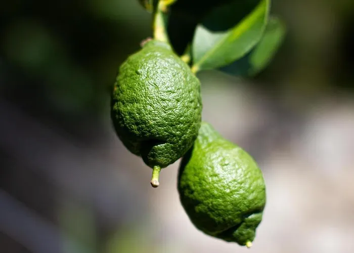 Smokvica - Feigenbaum