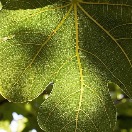 Appartement Smokvica - Feigenbaum