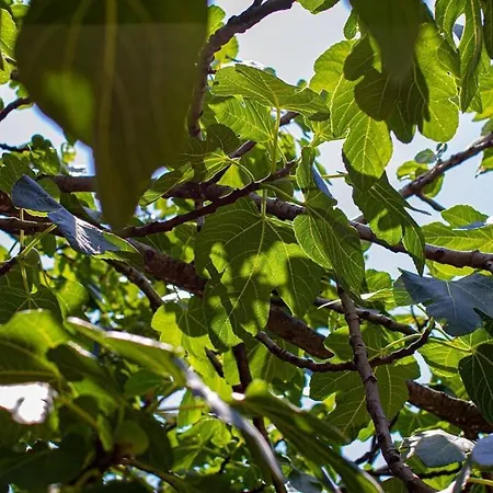 Smokvica - Feigenbaum